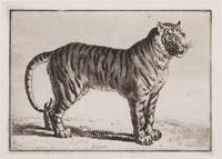 KG 01364
<br/>
Koe en twee tijgers (3 bladen)
<br/>
<em>Gränicher, Samuel (1758-1813)</em>